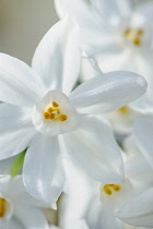 Daffodil, Paper white daffodil, Narcissus papyraceus, Side view of several delicate white flowers on long stalks, petals are backlit in sun, showing yellow stamens in the short coronas.