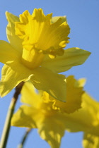 Daffodil, Narcissus 'King Alfred', Low front view of a group of classic shape yellow flowers in sunlight against a blue sky.