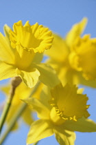 Daffodil, Narcissus 'King Alfred', Low front view of a group of classic shape yellow flowers in sunlight against a blue sky.