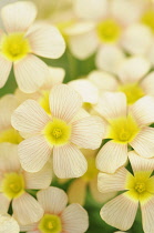 Yellow eye sorrel, Oxalis obtusa, Front view of several overlapping cream flowers with thin red viens and yellow centres.