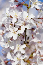 Cherry, Drooping rosebud cherry, Prunus pendula 'Pendula rosea', A mass of white flowers in sunlight.