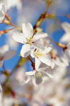 Cherry, Drooping rosebud cherry, Prunus pendula 'Pendula rosea', A mass of white flowers in sunlight.