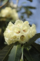 Rhododendron, McCabe Rhododendron, Rhododendron macabeanum, Close side view of one flowerhead with several white trumpet shape flowers with deep red throats, atop a cluster of long leaves.
