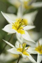 Tulip, Tulipa turkestanica, Close side view of a few white star shaped flowers with yellow centres, and showing stamens and stigmas.