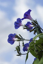 Morning Glory, Ipomoea, backlit against sky viewed from  below.