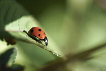 Ladybird on a leaf, Close macro side view showing its legs and antlers.