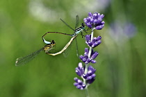 Lavender, Lavandula, two Dragonflies on flowers.