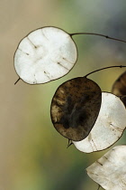 Honesty, Silver dollar, Lunaria annua, Close side view of seedheads, showing one with seeds inside but the others are the papery silvery white moon shaped bits left after seeds have been shed.