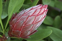 Protea, Close up showing pattern of flower bud.