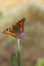 Allium, With tortoishell butterfly perched on it.