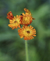 Fox-and-cubs, Pilosella aurantiaca, A flowering stem of this orange wildflower.