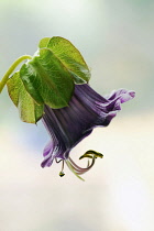 Cup and Saucer vine, Cobaea scandens, Side view of one flower in its green sepals. Curled stamens are protruding ready for an insect to land on.