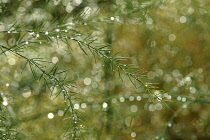 Fern, Asparagus fern, Asparagus setaceus, Close view of tiny spikey fronds with water droplets, backlit, causing white flare spots over the image.