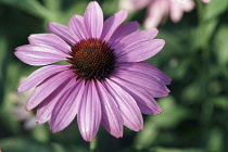 Ecihinacea, Purple coneflower, Echinacea purpurea, One flower seen from top view, showing the dark centre cone against the pink petals.