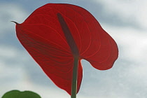 Painters Palette Flamingo Flower, Anthurium scherzerianum,  Close view of one red backlit flower against blue sky, showing the proboscis silloutted shadow.