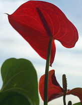 Painters Palette Flamingo Flower, Anthurium scherzerianum,  Close view of one red backlit flower against blue sky, showing the proboscis silloutted shadow.