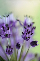 Allium, Allium aflatunense 'Purple Sensation', Close view of several florets with dark stamens, backlit.