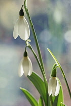 Snowdrop, Giant snowdrop, Galanthus woronowii, Side view of three flowers with leaves, backlit.