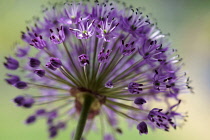 Allium, Allium aflatunense 'Purple Sensation', Close view of one flowerhead with many tiny star shaped flowers radiating out from the centre.