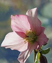Hellebore, Helleborus orientalis hybrid, Close  front side view of one pink flower backlit with yellow stamens.