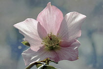 Hellebore, Helleborus orientalis hybrid, Close  front top view of one pink flower backlit with yellow stamens.