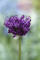 Allium, Allium aflatunense 'Purple Sensation', Close view of one flowerhead just opening with many tiny star shaped flowers radiating out from the centre.