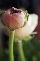 Ranunculus, Persian buttercup. Ranunculus asiaticus, Single pink coloured  flower opening with another soft focus behind.
