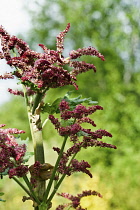 Chinese rhubarb, Rheum Palmatum, Frothy pink flowers on a thick stem in sunlight.