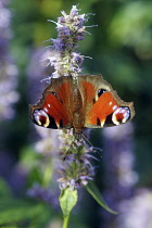 Insect, Peacock butterfly, Inachis io, on a mauve flowering stem of Hyssop, an Agastache cultivar.