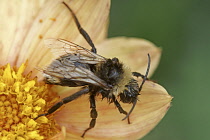 Insect, A wet bee on a flower of a peach coloured Dahlia.