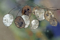 Honesty, SIlver dollar, Lunaria annua, Several seedheads with pods and seeds, and some only with the silvery transluscent disc remaining.
