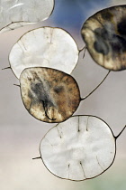 Honesty, SIlver dollar, Lunaria annua, Several seedheads with pods and seeds, and some only with the silvery transluscent disc remaining.