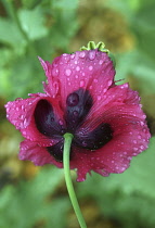 Poppy, Oriental poppy, Papaver orientale 'Patty's Plum', Underneath view of one pum coloured flower showing the deep maroon markings and covered in raindrops.