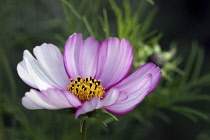 Cosmos, Cosmos 'Sensation', Close side view of one open flower with pink tinged petals and showing the yellow and black stamens.