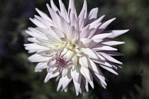 Dahlia, Dahlia 'Eileen Denny', Close view in sunlight of one flower with white and pale pink spikey petals.