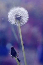 Dandelion, Taraxacum officinale, Side view of clock or seedhead and another forming.