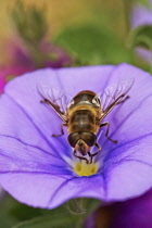 Morning Glory, Ground, Blue rock bindweed, Convolvulus sabatius, Close view of one mauve flower with a hoverfly collecting nectar.