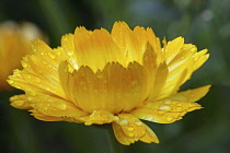 Marigold, Calendula officinalis, Close side view of one yellow orange flower with raindrops.