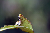 Caterpiilar munching through a leaf.