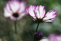 Cosmos, Cosmos bipinnatus 'Candy Stripe', Backlit white flower with pink edges.