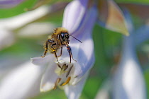 Insect, A pollen covered bee on the tip of a flower of a Hosta.