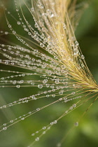Foxtail Barley, Squirrel tail grass, Hordeum jubatum, Close view of a yellow seedhead forming and covered with raindrops on the fine hairs.
