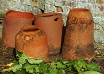 Rhubarb, Rheum rhabarbarum, A small plant in front of four terracotta forcing pots beside a crumbly brick wall.