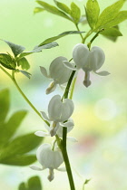 Bleeding heart, White, Lamprocapnos spectabilis alba, Side view of one stem with several white heart shaped flowers and cut leaves.