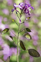 Honesty, Lunaria annua, Side view of one stem with pink flowers and seedheads in various stages.