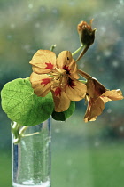 Nasturtium, Tropaeolum majus, A flowering stem with leaves and a backlit orange flower with red markings in a glass of water.