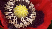 Poppy, Oriental poppy, Papaver orientale, Close view of the centre of a red  flower showing the stamens and the seedhead forming.