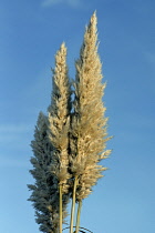 Grass, Pampas grass, Cortaderia selloana, Side view of beige plumes of this tall grass against a blue sky.
