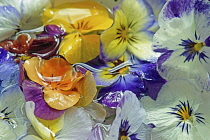 Viola, Several flower heads of floating in water.