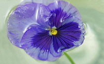Viola, Single mauve coloured flower head floating in water.
